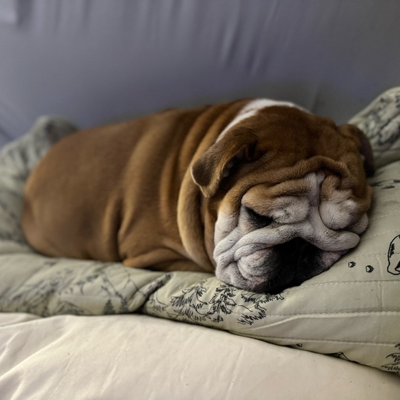 Meet your Posher, Cindi - Picture 3 of 8